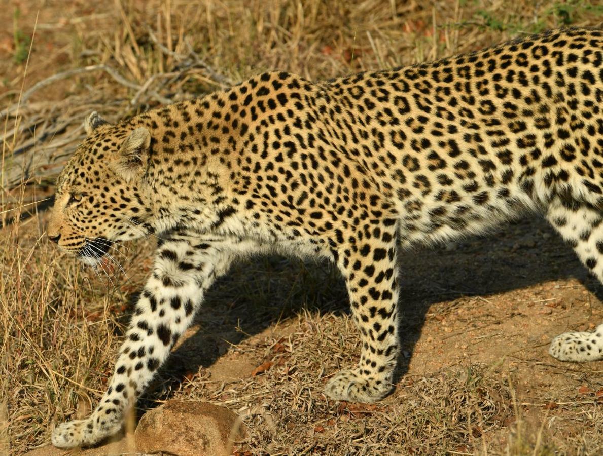 Bona Ngwenya Lodge & Safaris Marloth Park Ngoại thất bức ảnh