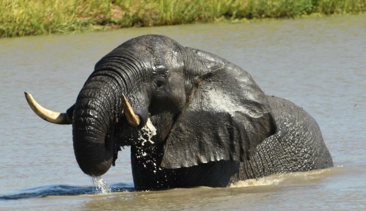 Bona Ngwenya Lodge & Safaris Marloth Park Ngoại thất bức ảnh