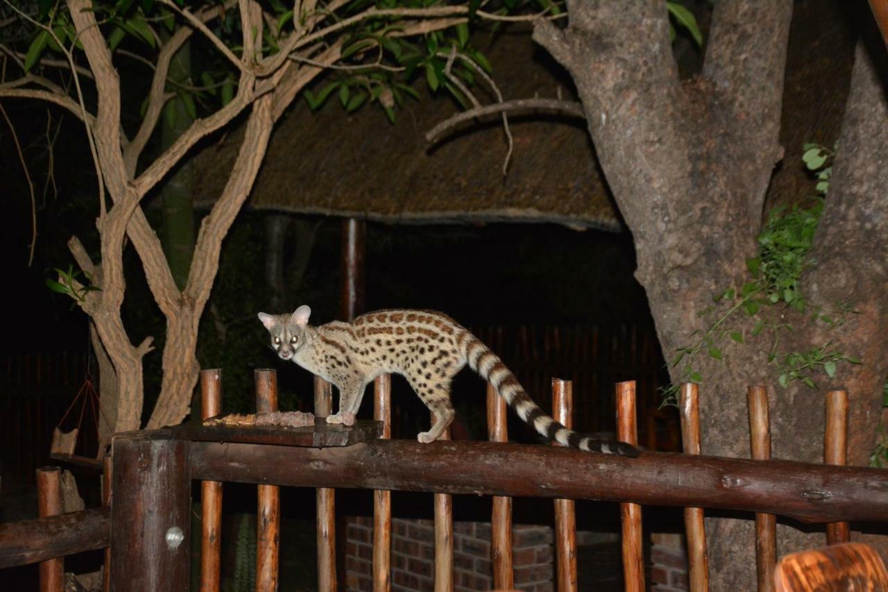 Bona Ngwenya Lodge & Safaris Marloth Park Ngoại thất bức ảnh