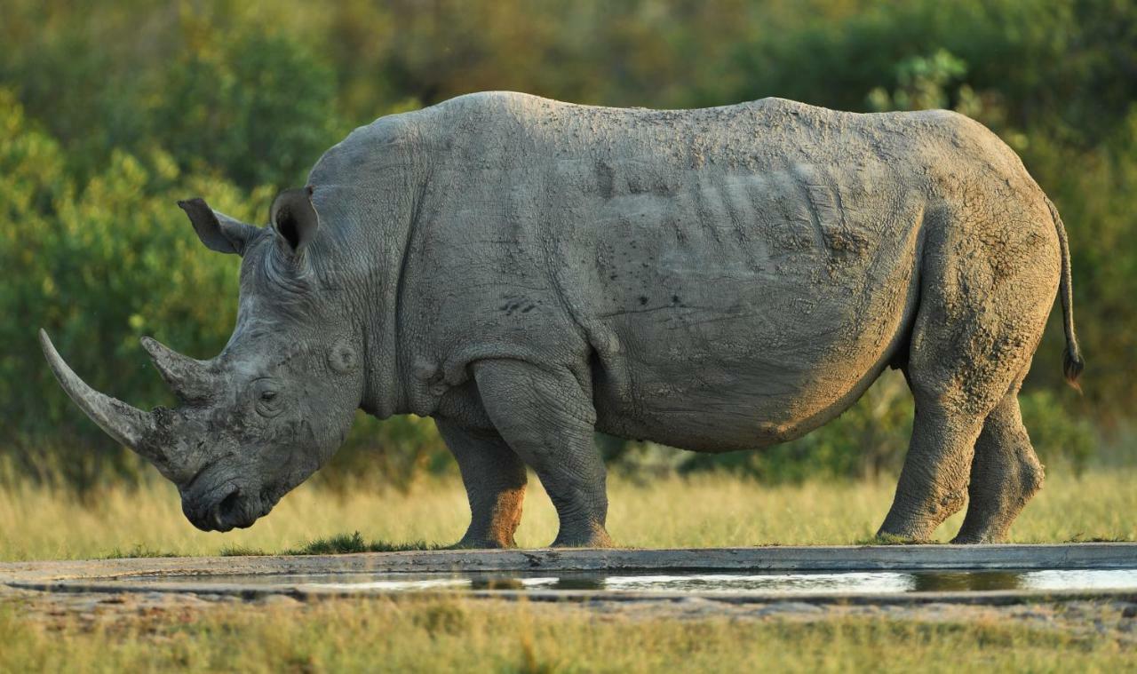 Bona Ngwenya Lodge & Safaris Marloth Park Ngoại thất bức ảnh