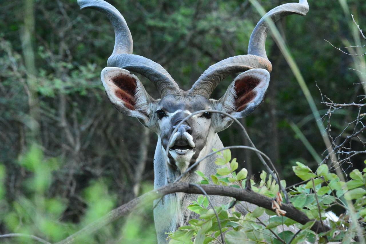 Bona Ngwenya Lodge & Safaris Marloth Park Ngoại thất bức ảnh