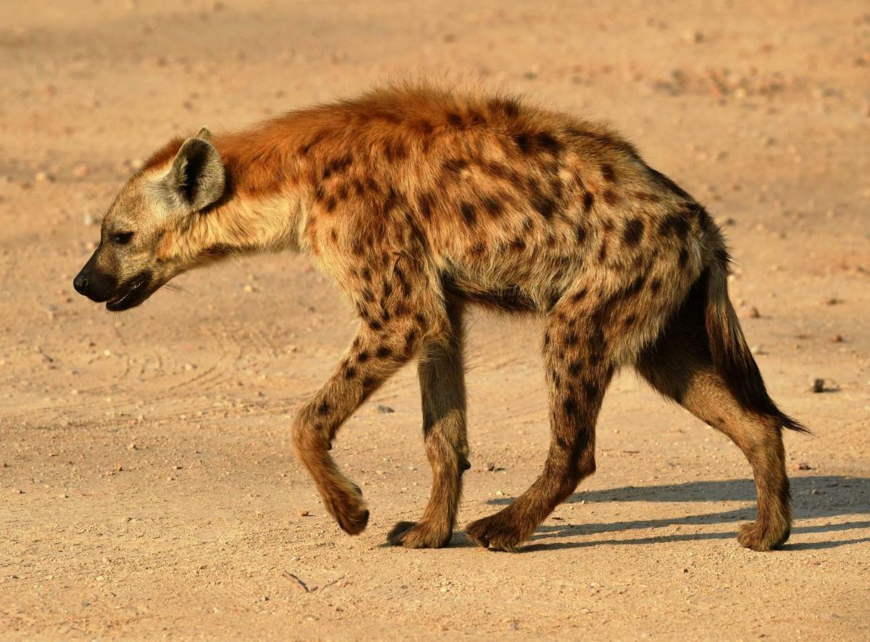 Bona Ngwenya Lodge & Safaris Marloth Park Ngoại thất bức ảnh