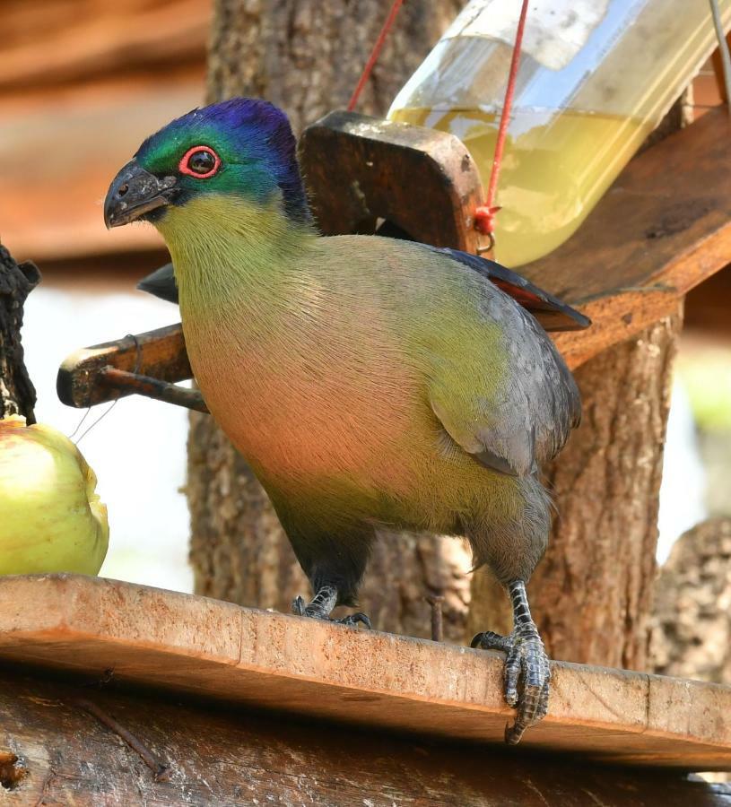 Bona Ngwenya Lodge & Safaris Marloth Park Ngoại thất bức ảnh