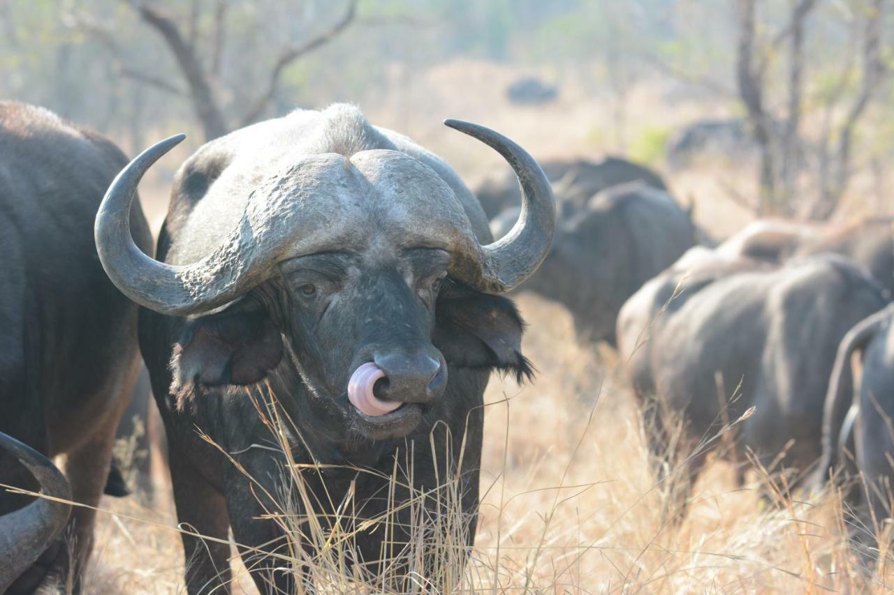 Bona Ngwenya Lodge & Safaris Marloth Park Ngoại thất bức ảnh
